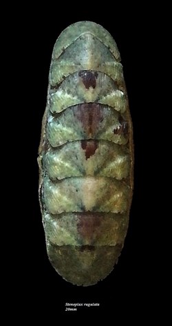 Stenoplax rugulata 20mm
