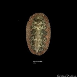Plaxiphora albida 42mm