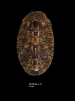 Radsia barnesii 34mm