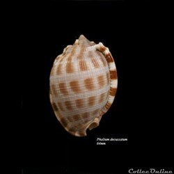Phalium decussatum 64mm