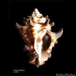 Vasum tubiferum 88mm WO