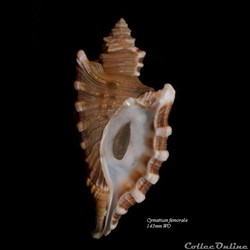 Cymatium femorale 143mm WO