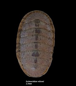 Ischnochiton wilsoni 23mm