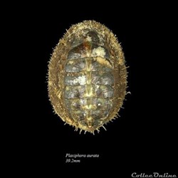 Plaxiphora aurata 39.2mm