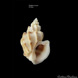 Scalptia crossei 34.3mm