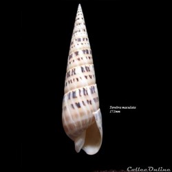 Terebra maculata 171mm
