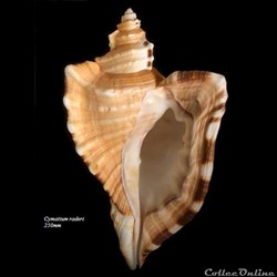 Cymatium raderi 250mm