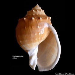 Phalium wyvillei 108mm