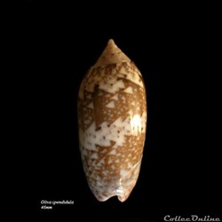 Oliva spendidula 46mm