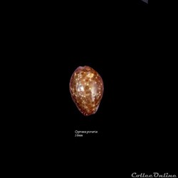 Cypraea poraria 16mm