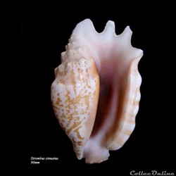 Strombus sinuatus 96mm