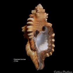 Cymatium lotorium 125mm