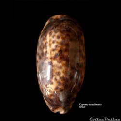 Cypraea testudinaria 92mm