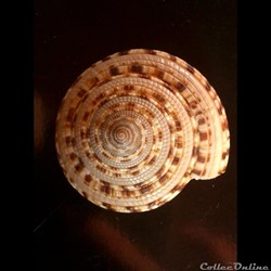 Architectonica trochléaris ? 48mm WO