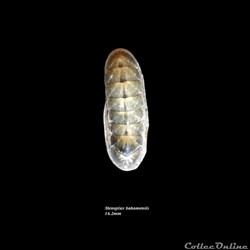 Stenoplax bahamensis 16.2mm