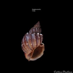 Scalptia textilis 31mm