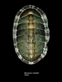 Rhyssoplax salihafui 30mm