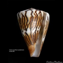 Conus sumatrensis 63mm