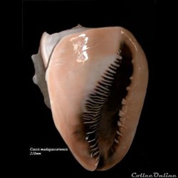 Cassis madagascariensis 218mm