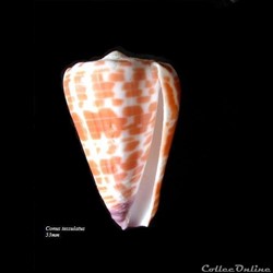 Conus tessulatus 53mm