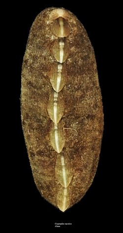 Cryptoplax mystica 41mm