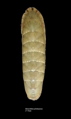 Stenochiton pilsbryanus 17.7mm