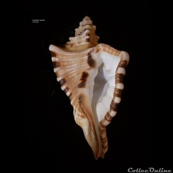 Cymatium ranzanii 140.5mm