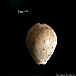 Cypraea turdus 26.5mm