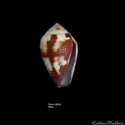 Conus coffeae 39mm