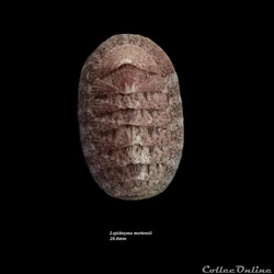 Lepidozona mertensii 28.8mm