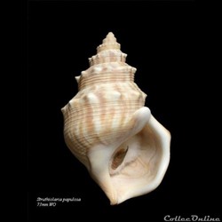 Struthiolaria papulosa 73mm WO