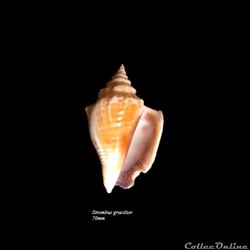 Strombus gracilior 70mm