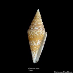 Conus excelsus 79mm