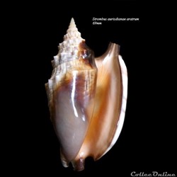 Strombus aratrum 69mm