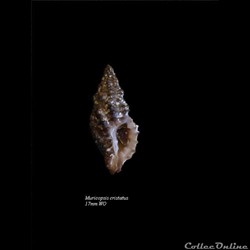 Muricopsis cristatus 17mm WO