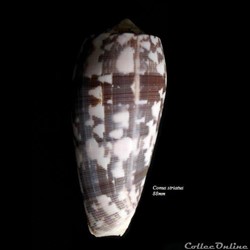 Conus striatus 88mm