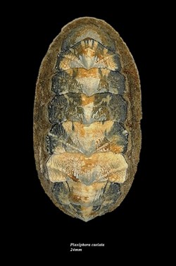 Plaxiphora caelata 24mm