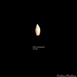 Oliva marquesana 14,5mm
