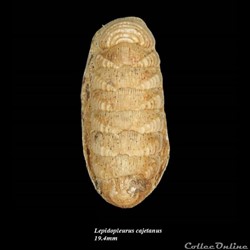 Lepidopleurus cajetanus 19.4mm