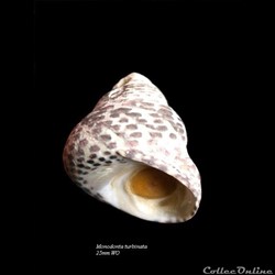 Monodonta turbinata 25mm WO