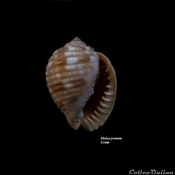 Malea pomum 61mm
