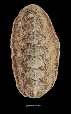Acanthochitona fascicularis 33mm