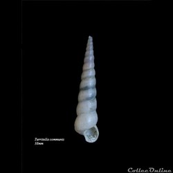 Turritella communis 38mm