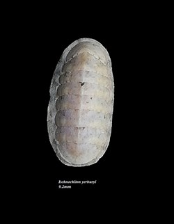 Ischnochiton yerburyi 9.2mm