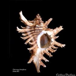 Chicoreus brevifrons 99mm WO