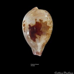 Cypraea hirasei 49.6mm