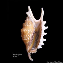 Lambis digitata 124mm