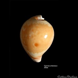 Cypraea armeniaca 86mm