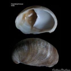 Crepidula fornicata 45mm