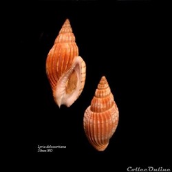 Lyria delessertiana 50mm WO